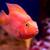 Image-square_50