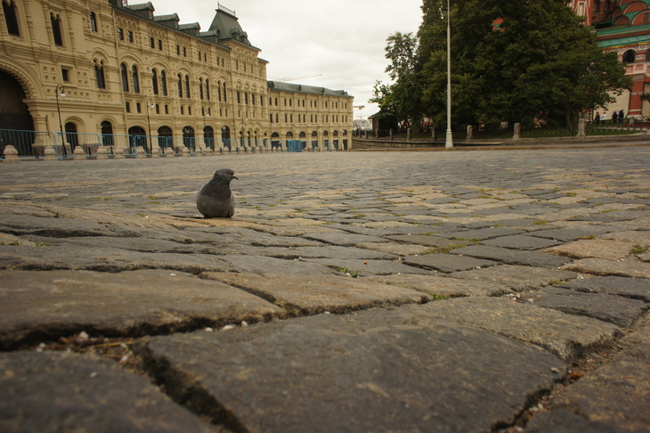 Image-normal
