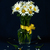 Image-square_50