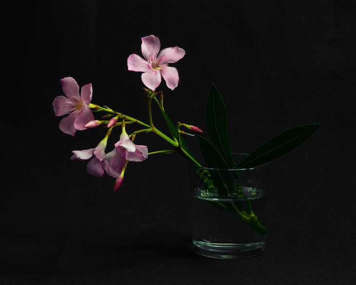 Image-normal
