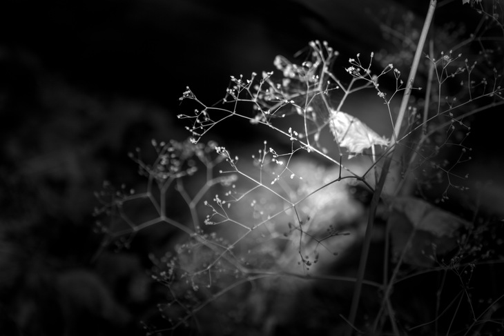 Image-normal