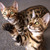 Image-square_50