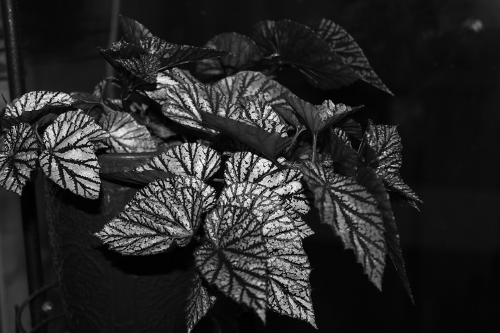 Image-normal