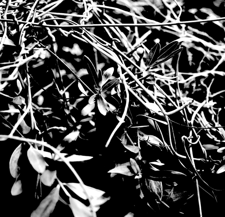 Image-normal