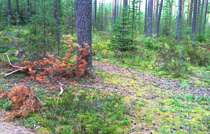 Image-normal