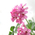 Image-square_50