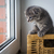 Image-square_50