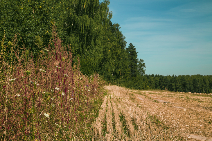 Сжатая полоса. Только не сжата полоска одна. Не сжата. Только не сжата полоска одна. Леса обножили поля опустили.