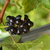Image-square_50