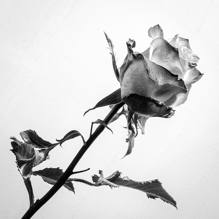 Image-normal