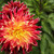 Image-square_50