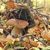 Image-square_50