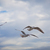 Image-square_50