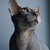 Image-square_50