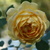 Image-square_50