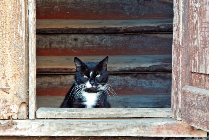 Image-normal