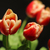 Image-square_50