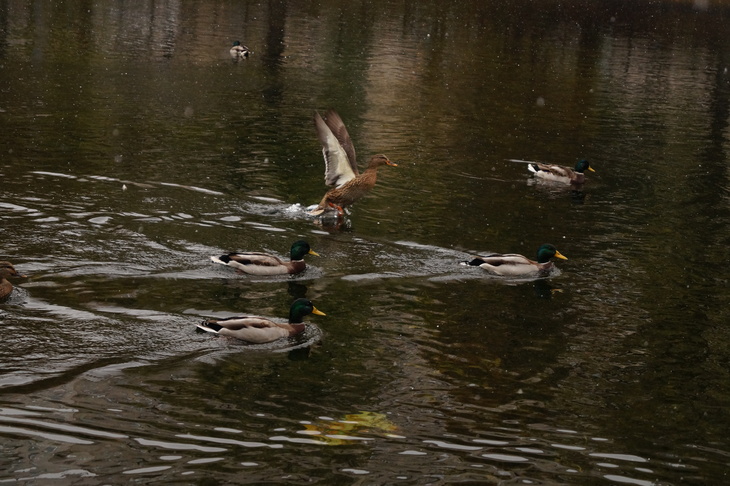 Image-normal
