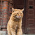 Image-square_50