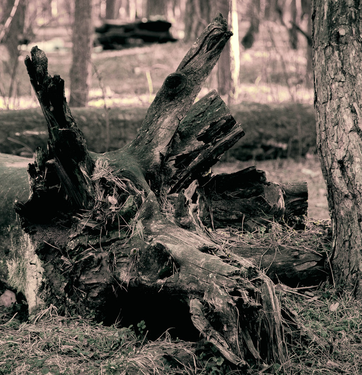 Image-normal