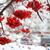 Image-square_50