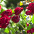 Image-square_50