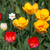 Image-square_50