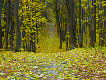 Image-rectangle_220_165