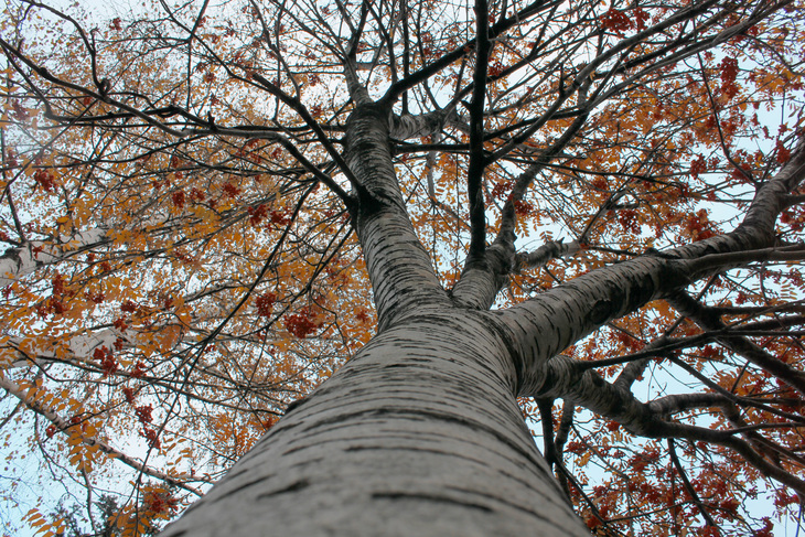Image-normal