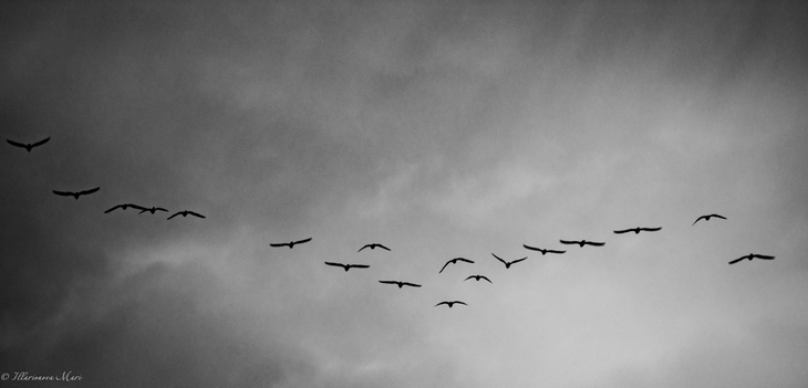Image-normal