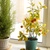 Image-square_50