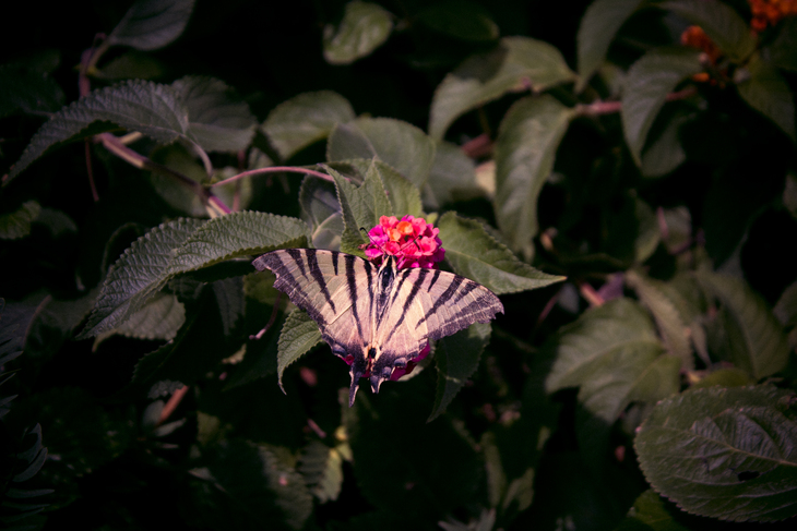 Image-normal