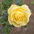 Image-square_50