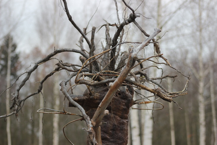Image-normal