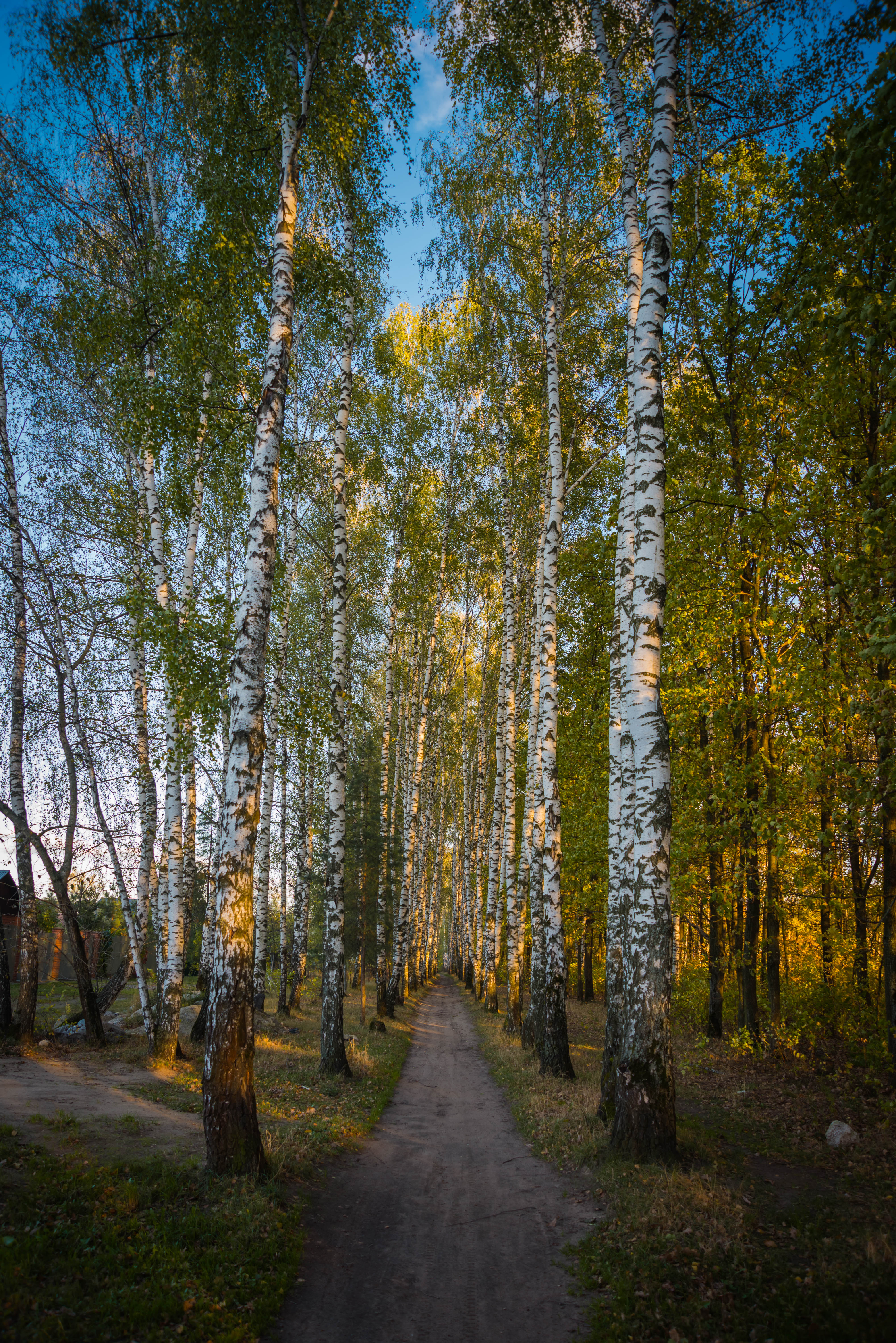 Тропинка в березовом лесу фото