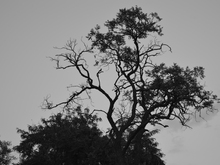 Image-rectangle_220_165