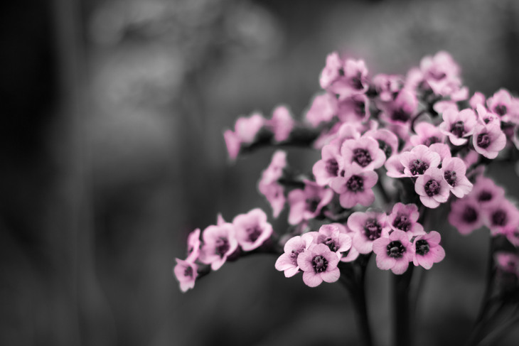 Image-normal
