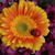 Image-square_50