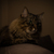 Image-square_50