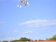 Image-rectangle_220_165