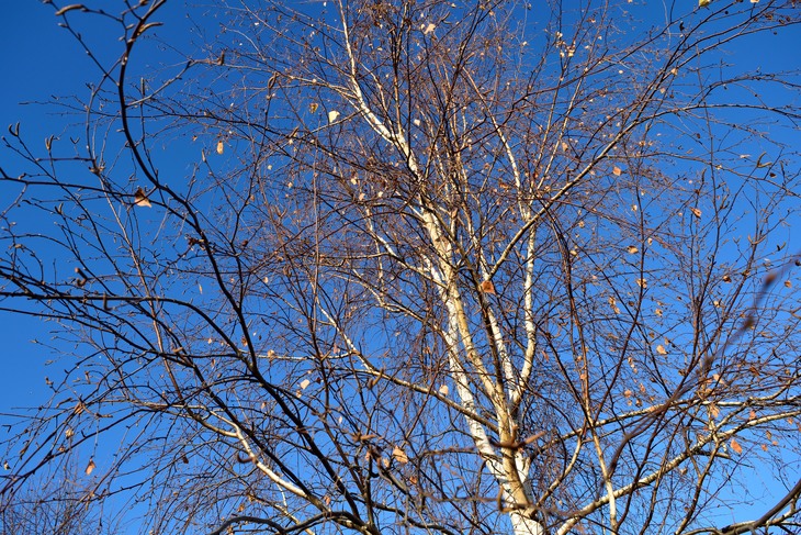 Image-normal