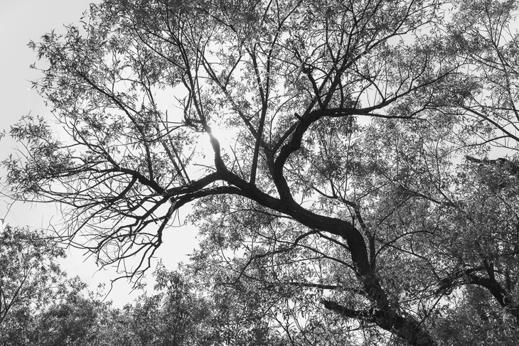 Image-normal