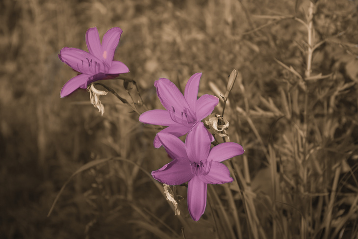 Image-normal
