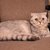 Image-square_50