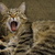 Image-square_50