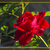 Image-square_50