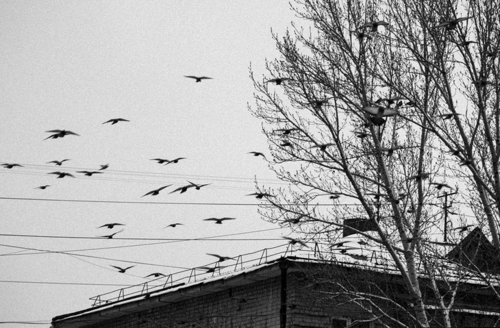 Image-normal