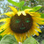 Image-square_50