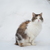 Image-square_50