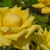 Image-square_50